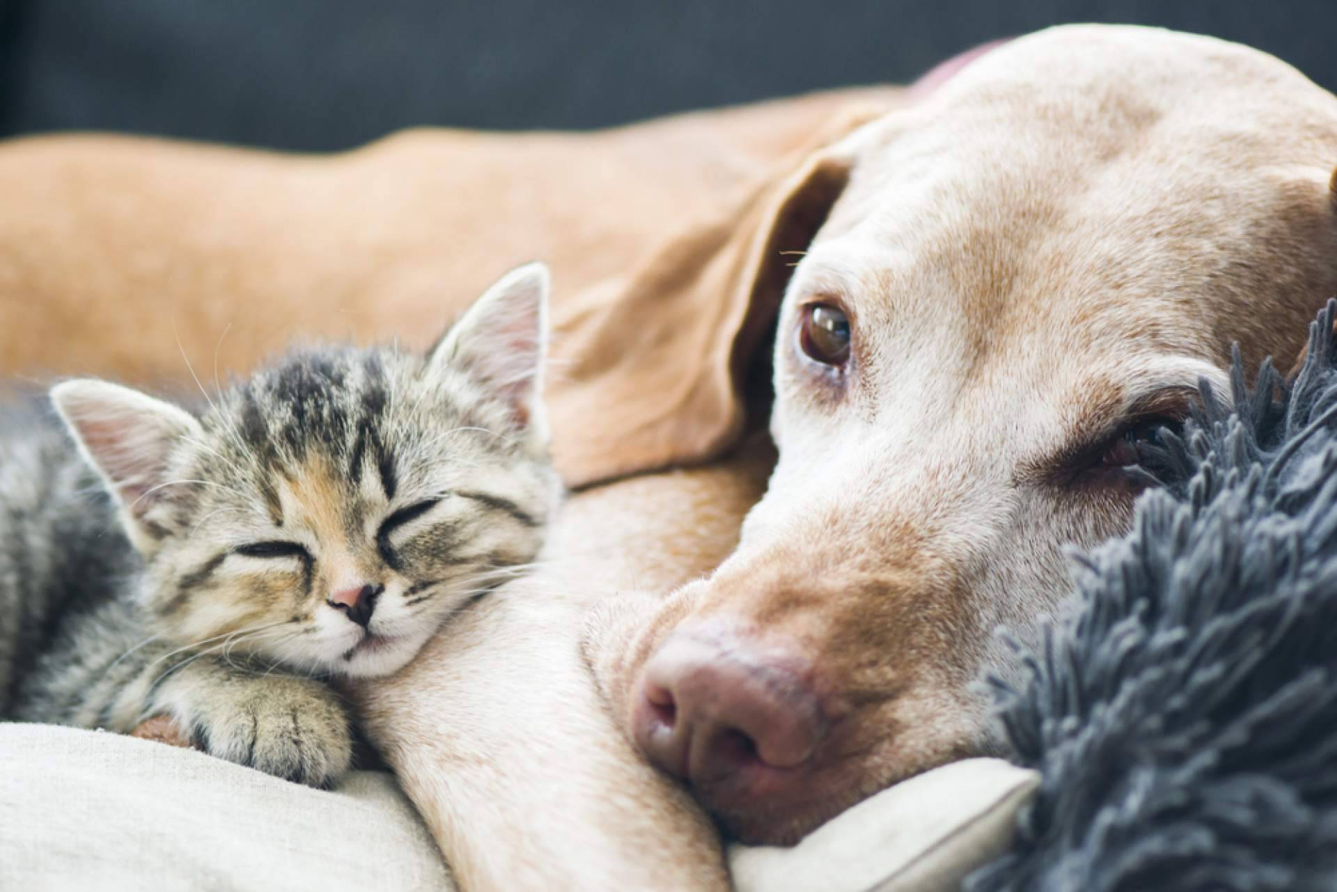 Mejorar la salud de las mascotas con aromaterapia para perros y gatos, con Mooiza