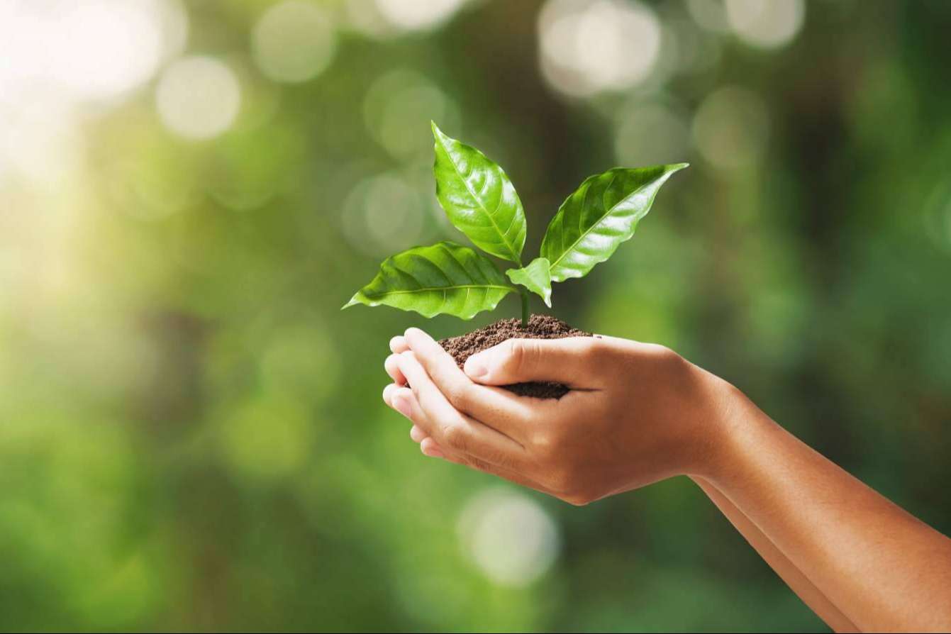 La plataforma Ecofriends revoluciona el aprendizaje en sostenibilidad