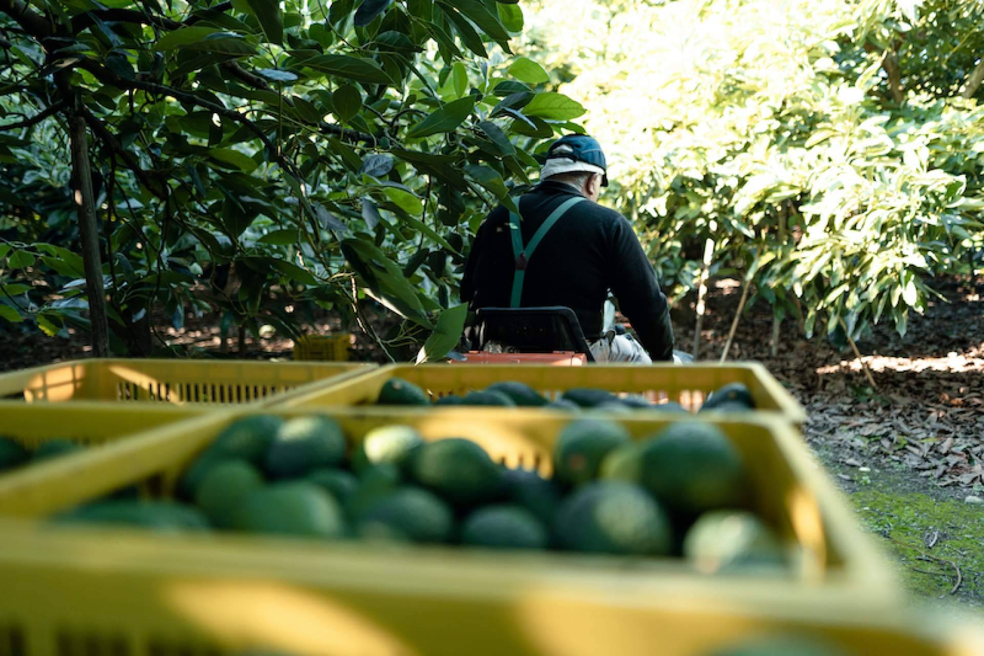 Significado y características de la agricultura extensiva