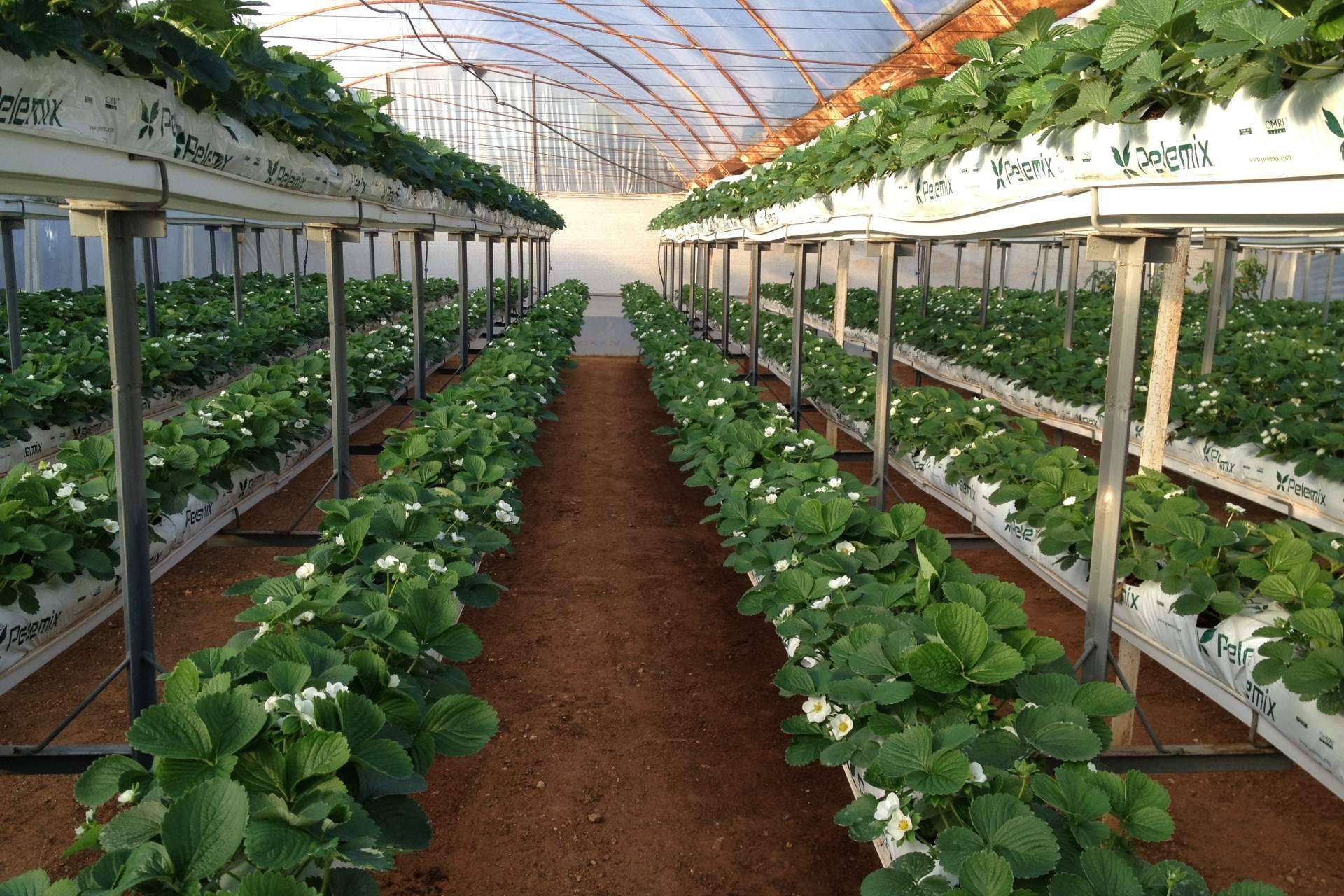 Aspectos a considerar cuando se planta en un invernadero con bolsas de cultivo