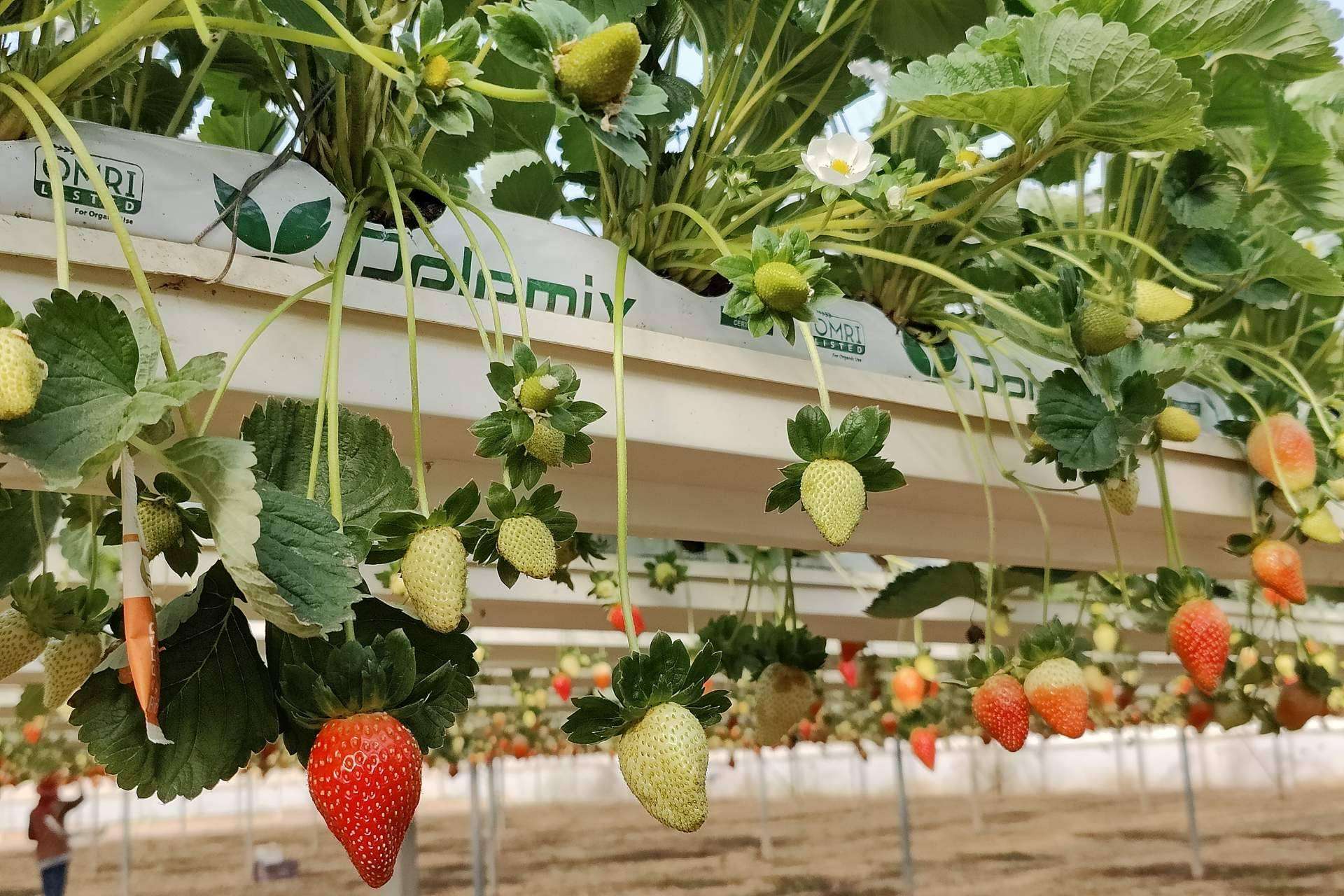 Pelemix, distintos tipos de sustratos