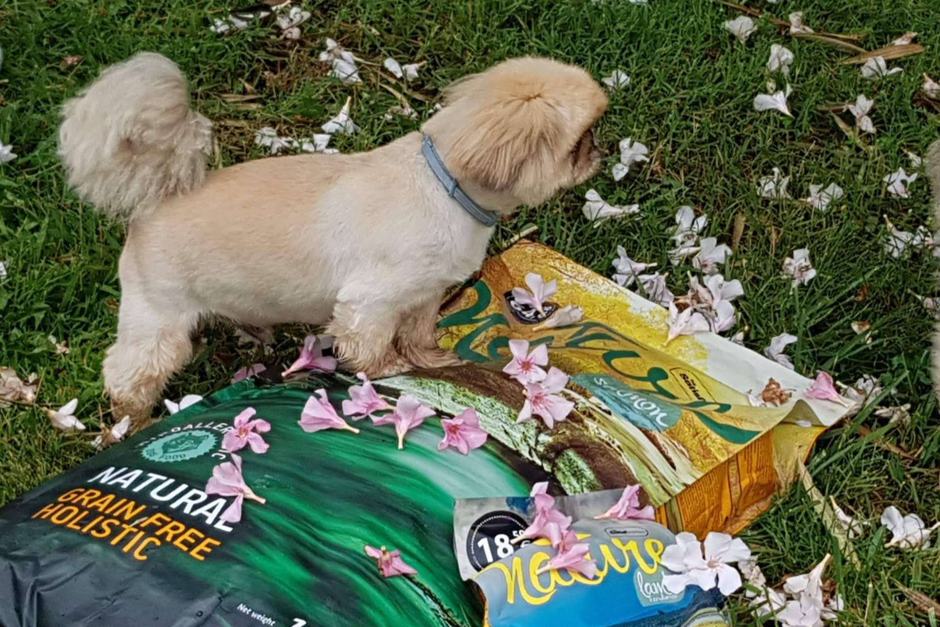 ¿Dónde encontrar pienso para perros hipoalergénico? Satisfaction y su gama Nature