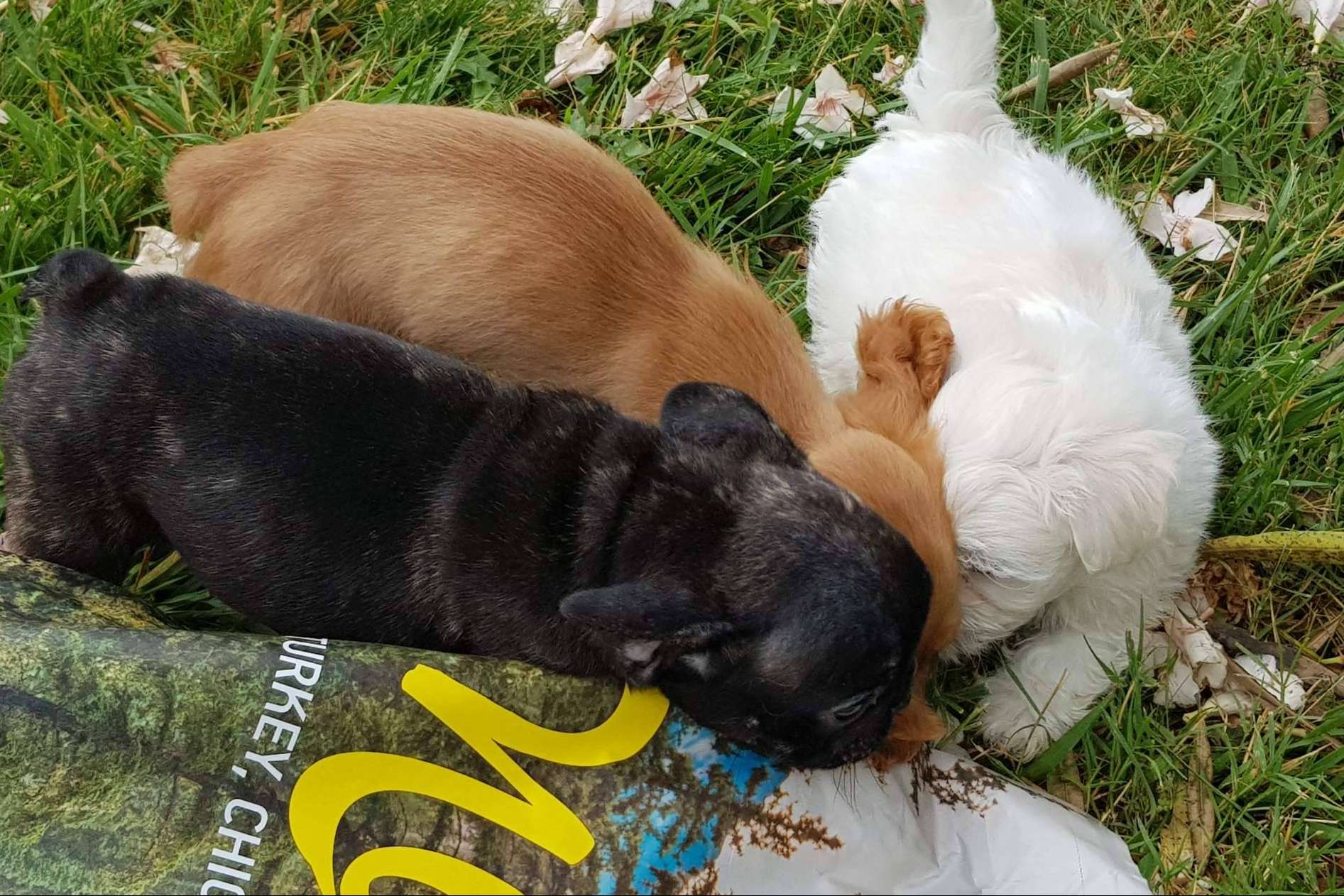 ¿Por qué es importante garantizar una buena alimentación a los cachorros? Satisfaction