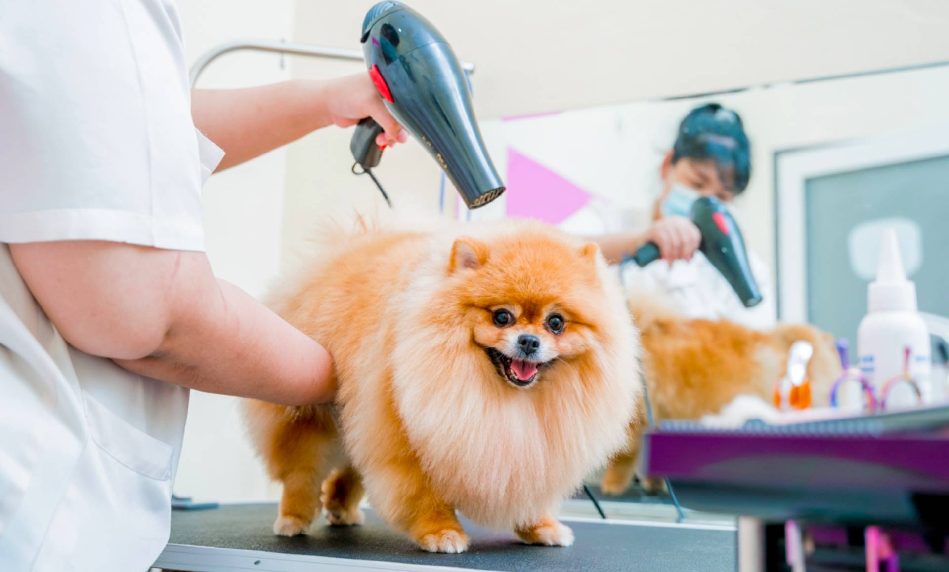 Con VetFormación es posible formarse como peluquero canino