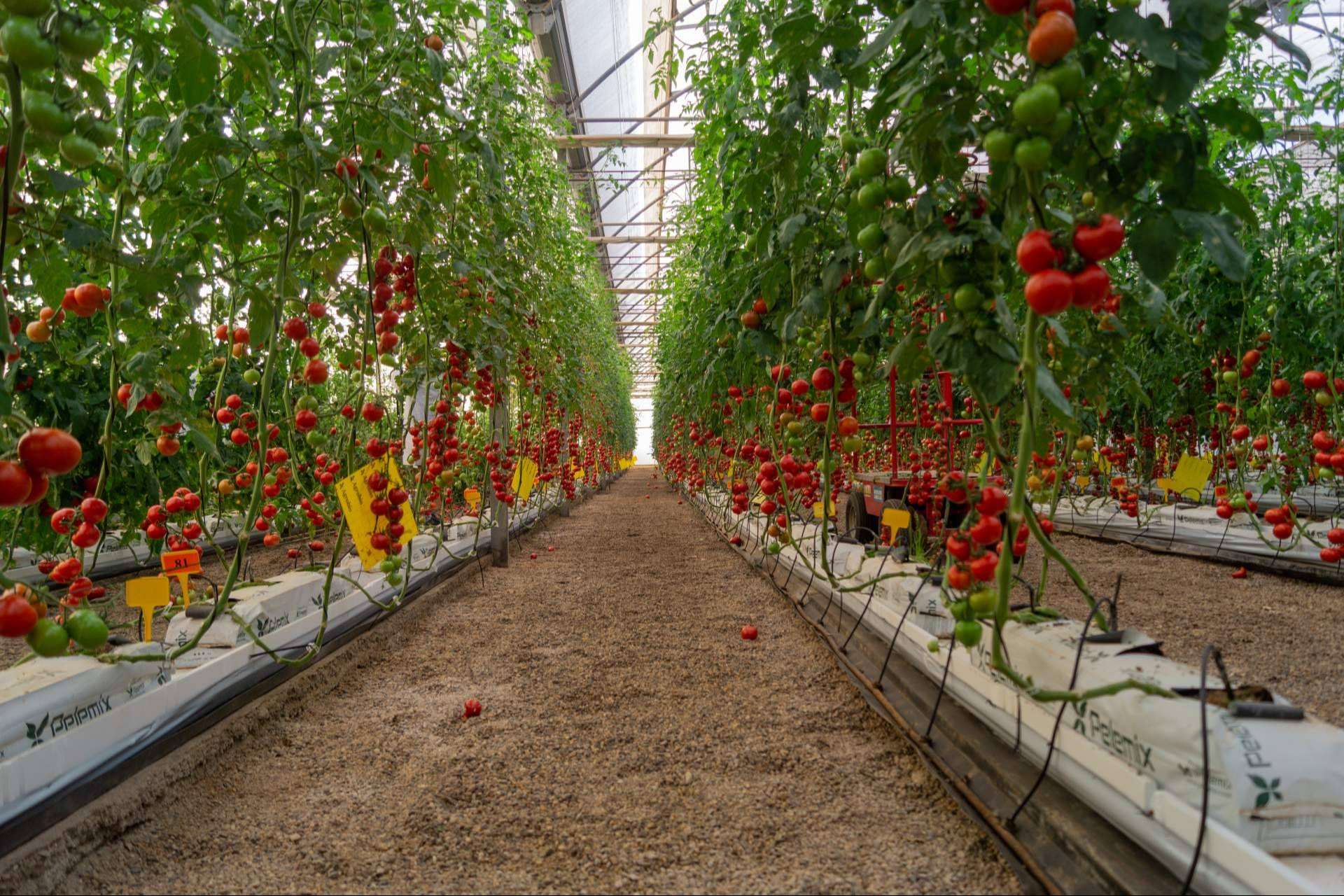 El incremento en las ventas nacionales e internacionales impulsa a CapGen Seeds a lograr un aumento del 18 % en la producción de sus variedades hortícolas