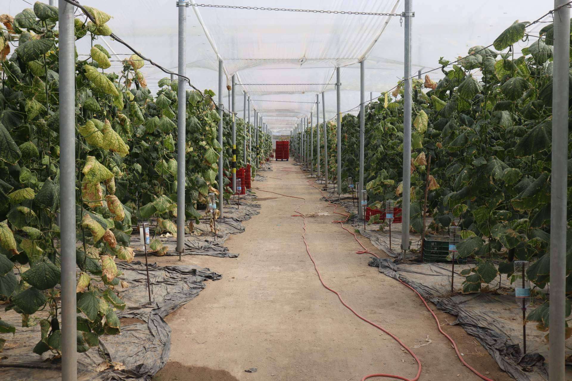 Control del pH en fertirriego con el uso de bombas dosificadoras