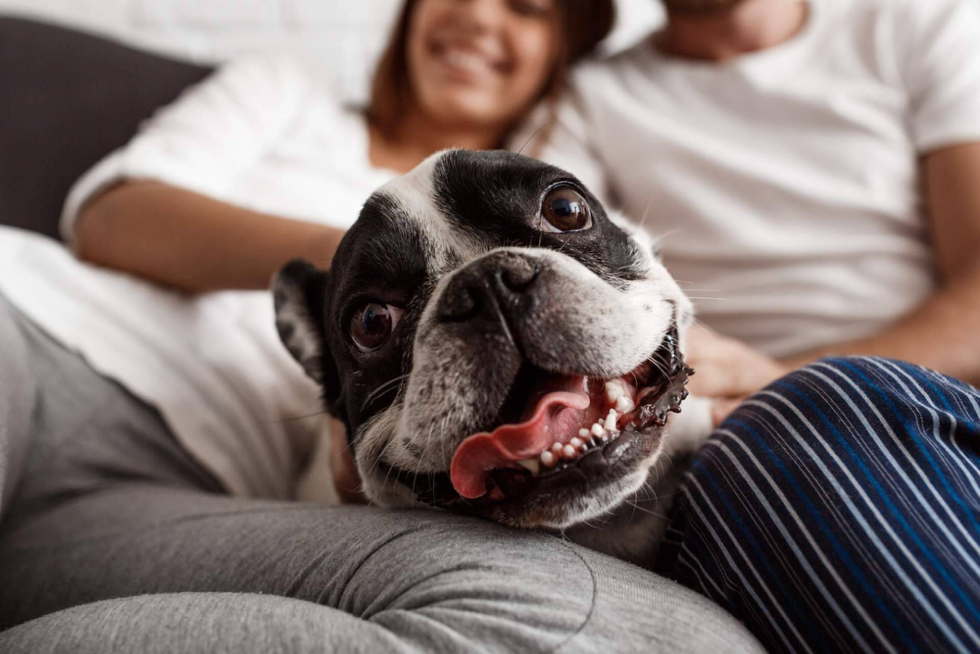 El estrés de las personas puede contagiarse a sus mascotas