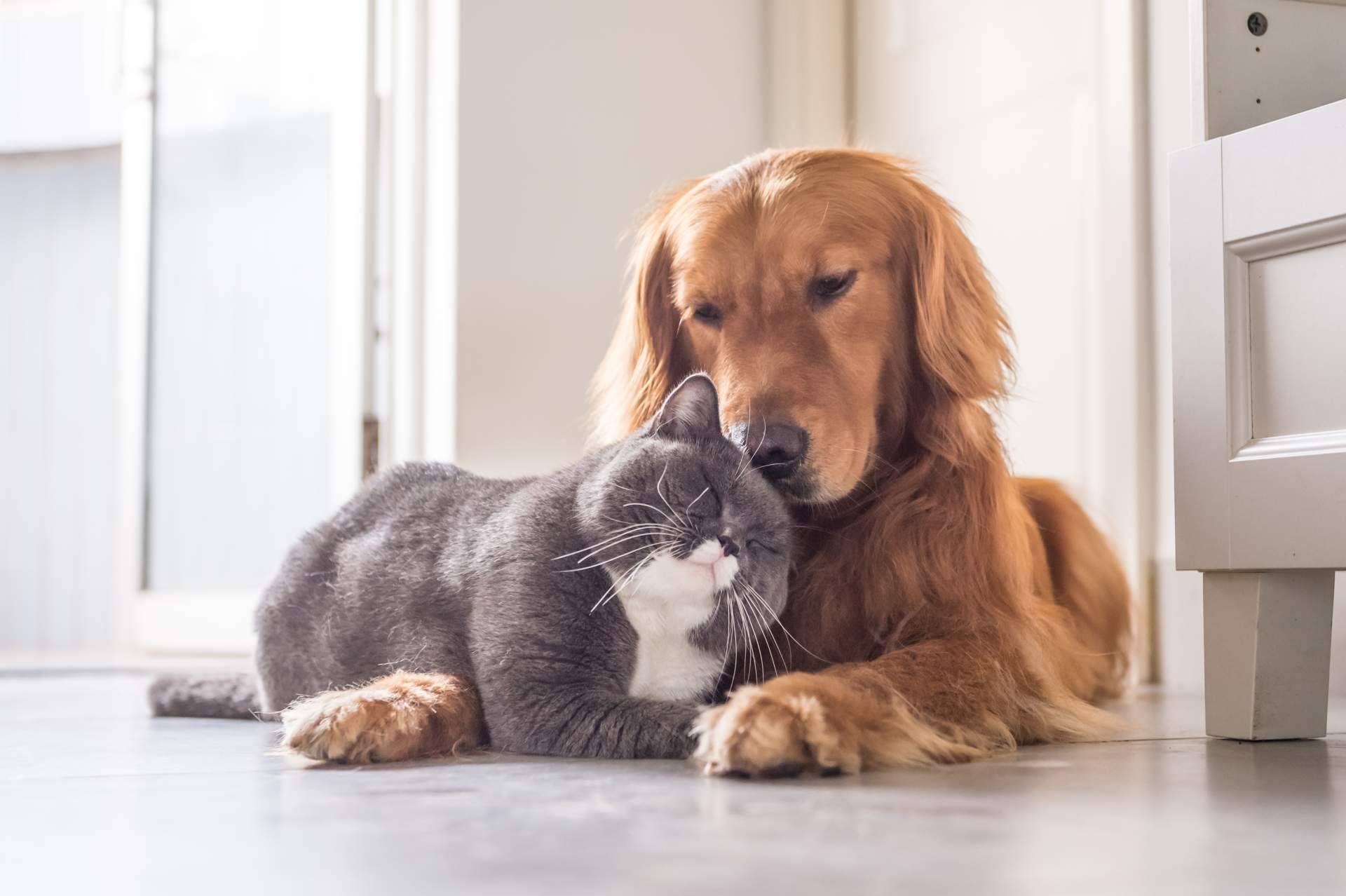 ClickGuau, la aplicación de los vídeos virales de mascotas