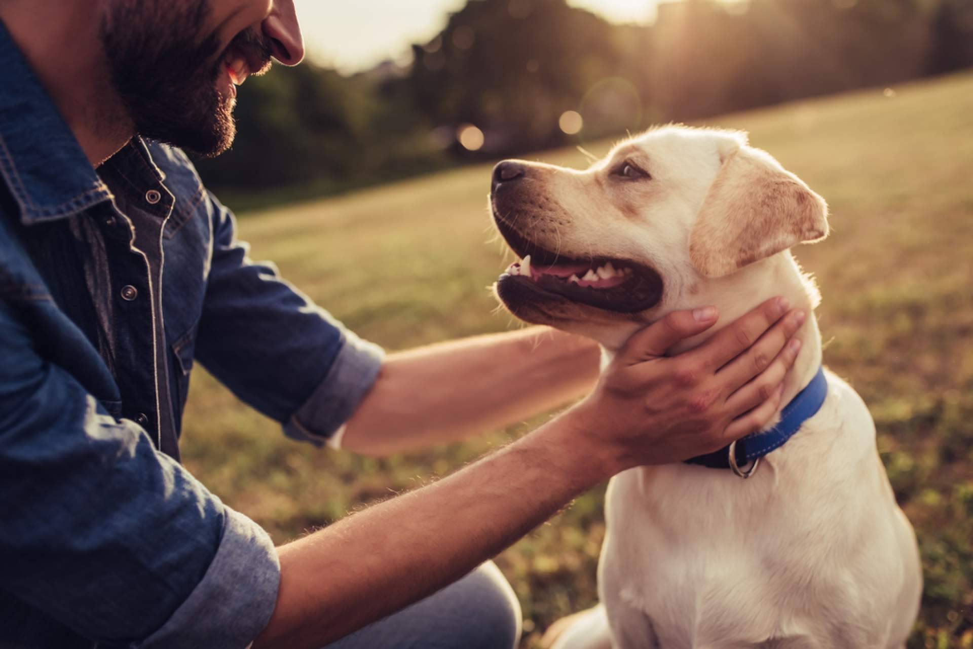 Uno de los buscadores más grandes de protectoras y refugios de animales de España. Cómo ayudar a los animales en situación de vulnerabilidad