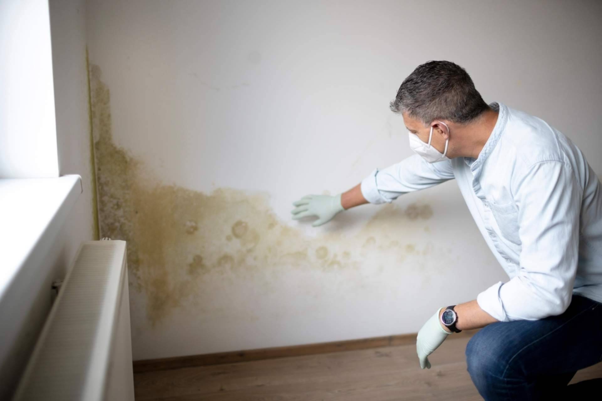 Los servicios de limpieza de humedad en la pared de Preactiva