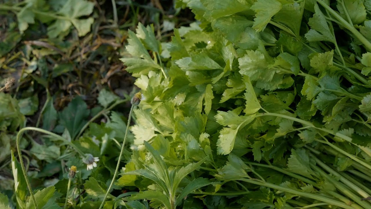 El gen que hace que aborrezcas el cilantro