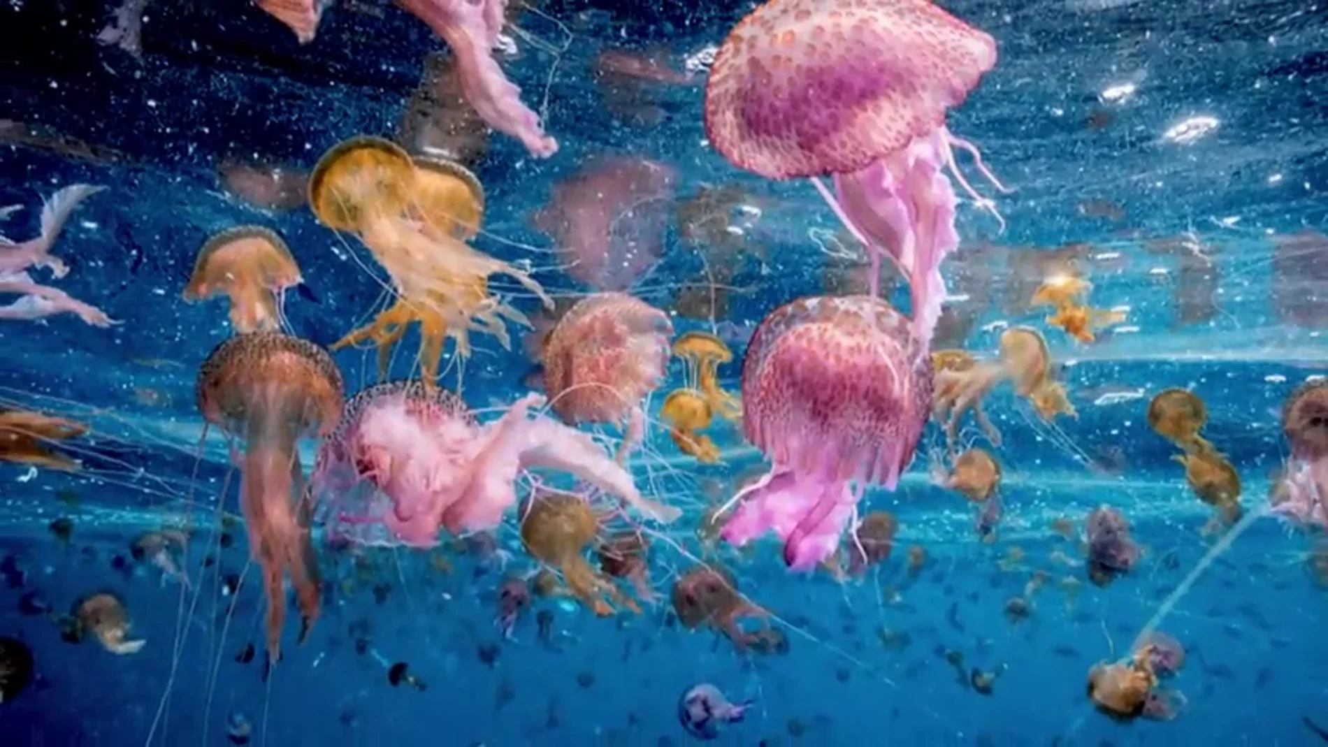 Estos son los animales y microorganismos que te pueden picar cuando te bañas en la playa