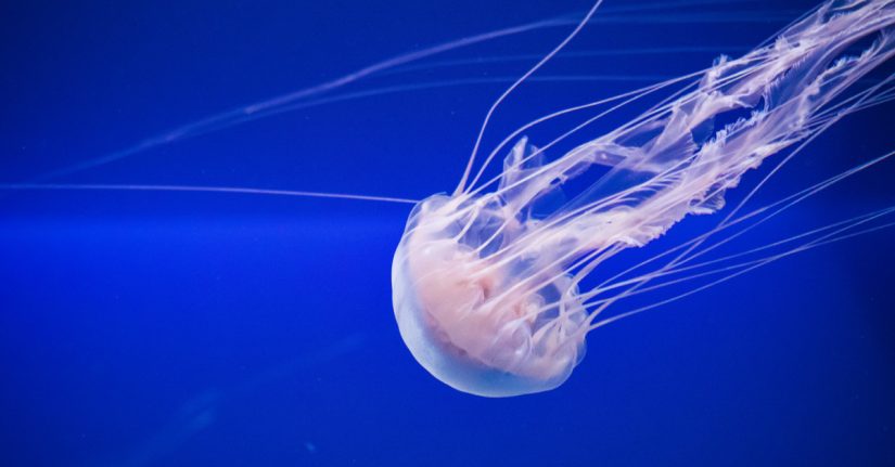 meduza hero Merca2.es