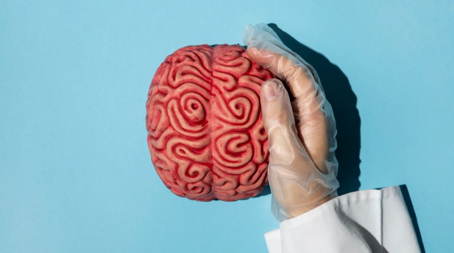 La siesta evita que envejezca tu cerebro, según el University College de Londres