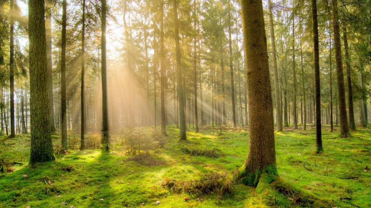 5. El papel de los pueblos indígenas en la conservación de los bosques