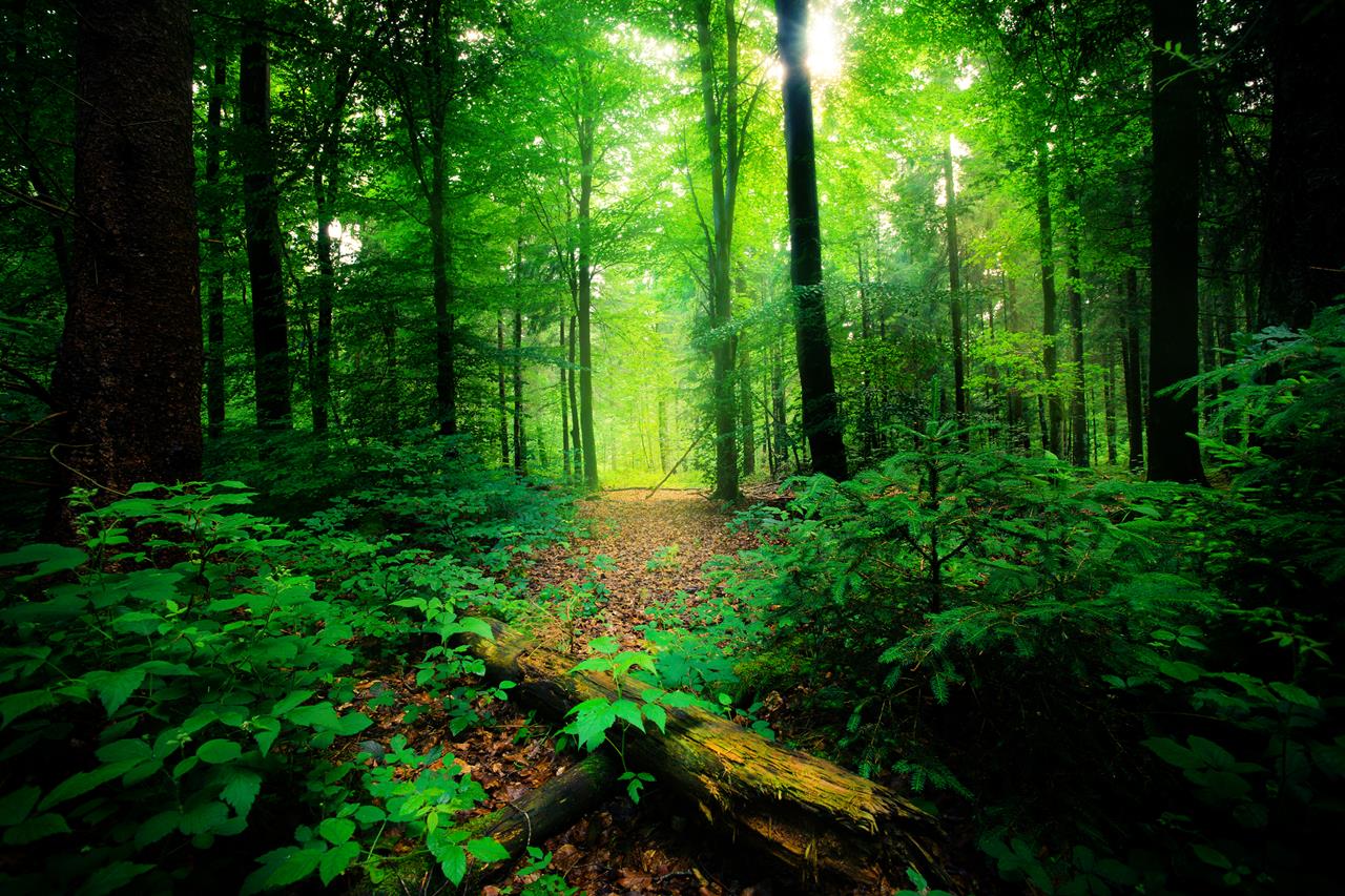 9. El papel de las áreas protegidas en la conservación de los bosques