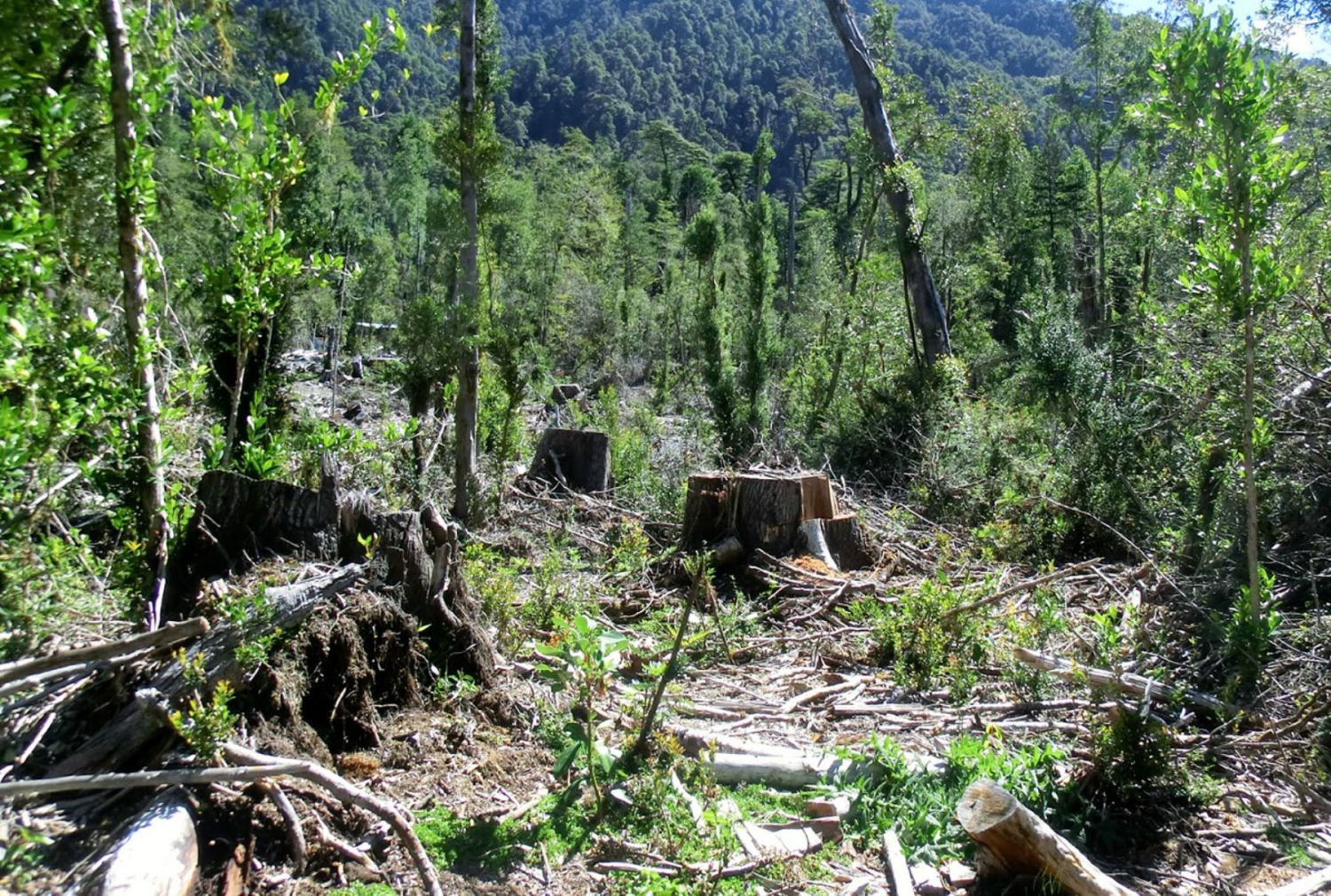 COMPRENSIÓN DEL IMPACTO AMBIENTAL