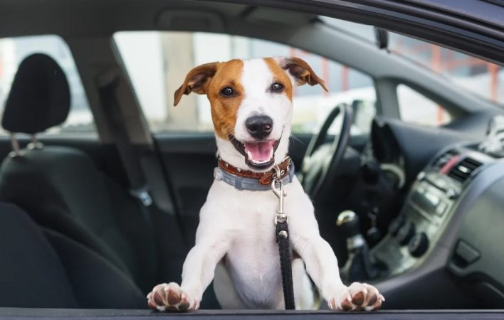 Hay normas de la DGT para movilizarte con mascotas en el coche