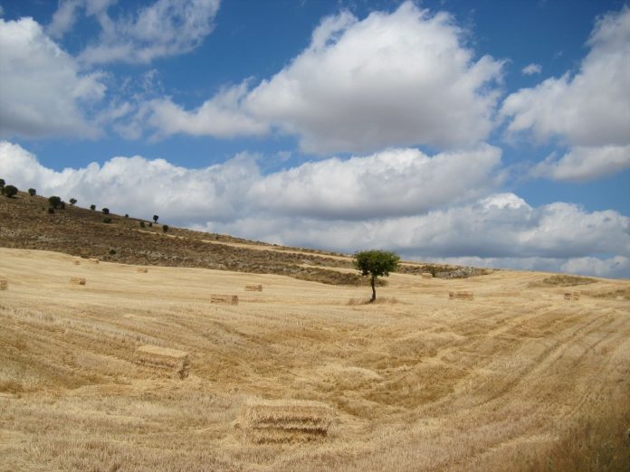 La Junta estudiará este martes con los bancos la creación de préstamos con intereses muy bajos para los agricultores