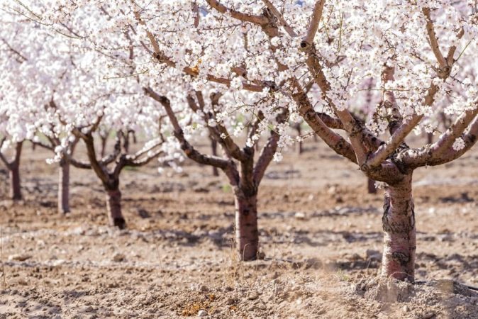 EuropaPress 3828865 almendros flor Merca2.es