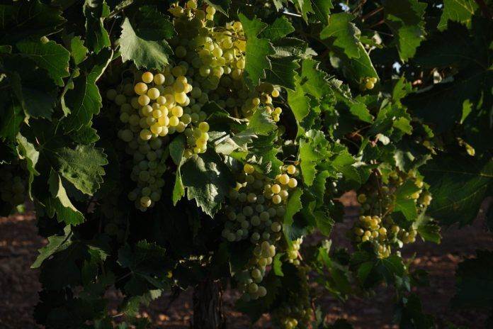 Una vid con uvas durante la vendimia de la uva Sauvignon Blanc, a 25 de agosto de 2022, en Manzanares, Ciudad Real, Castilla La-Mancha (España