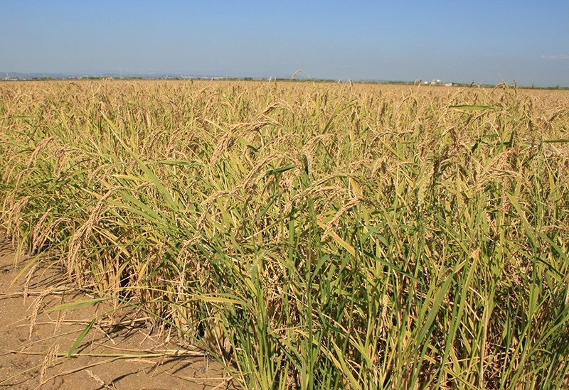 El sector agrario cierra el año preocupado por el impacto de la sequía