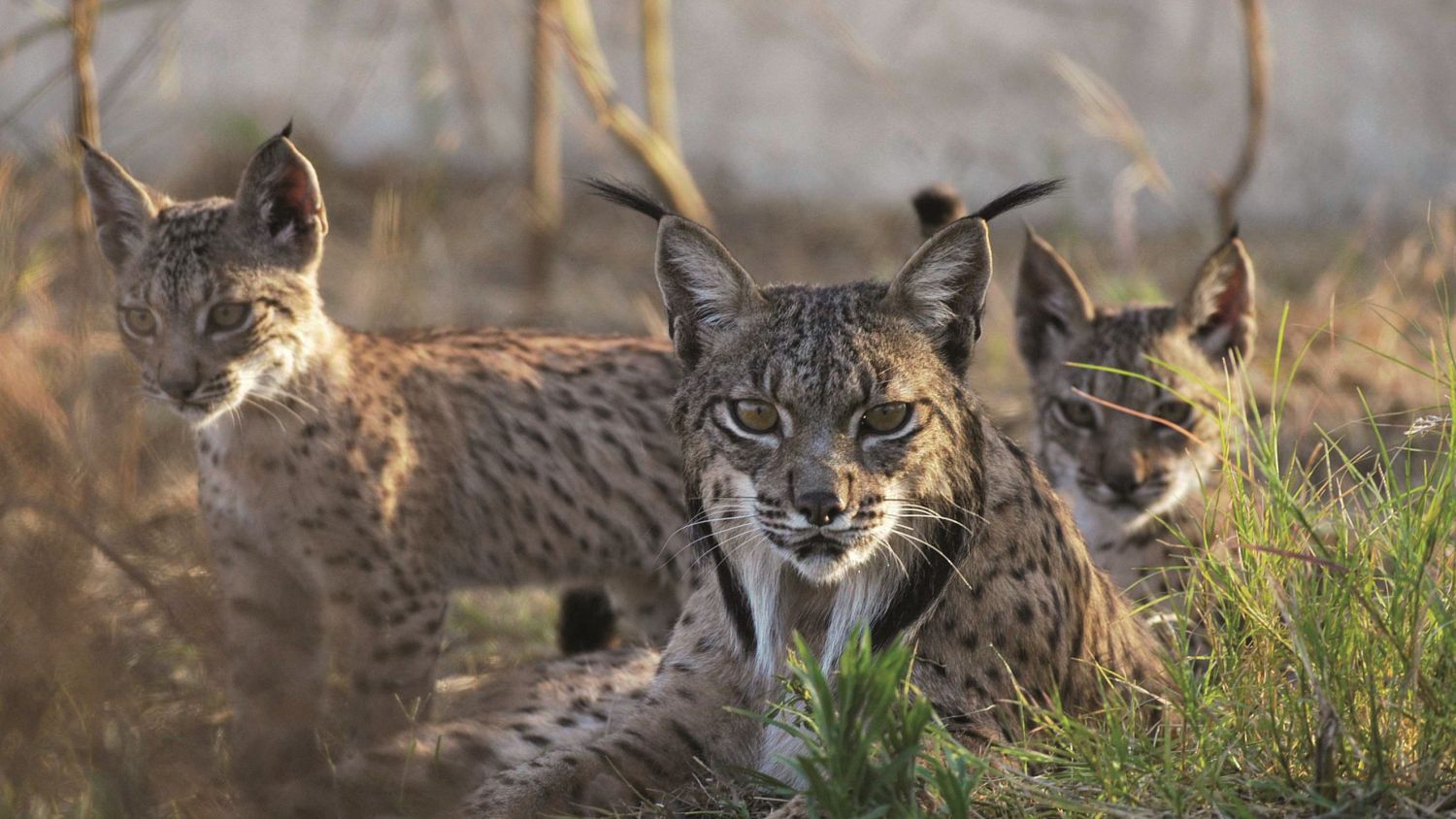 Parque Nacional de Doñana, Andalucía: así es la biodiversidad de uno de los humedales más importantes de Europa