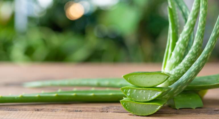 Si te has quemado al sol sigue estos consejos para curarte más rápido 2 Merca2.es aloe vera dreamstime Merca2.es