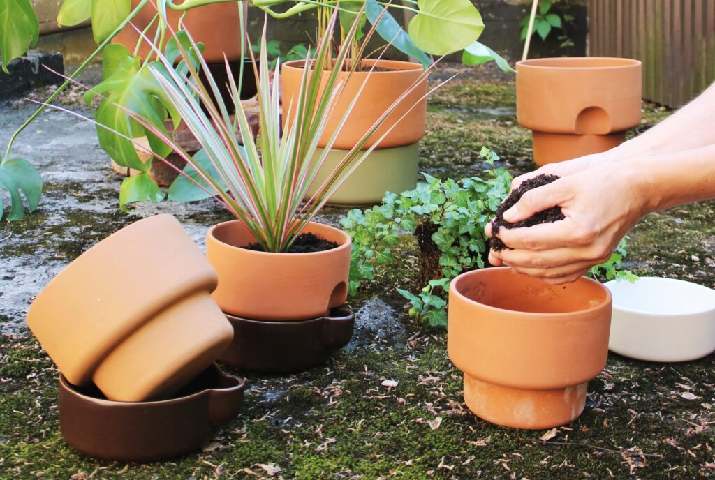 plantas