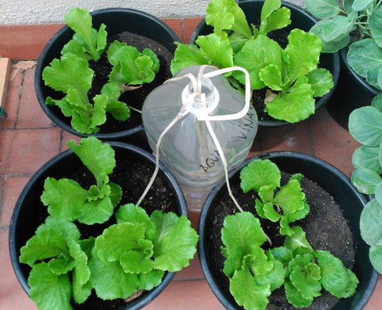 plantas
