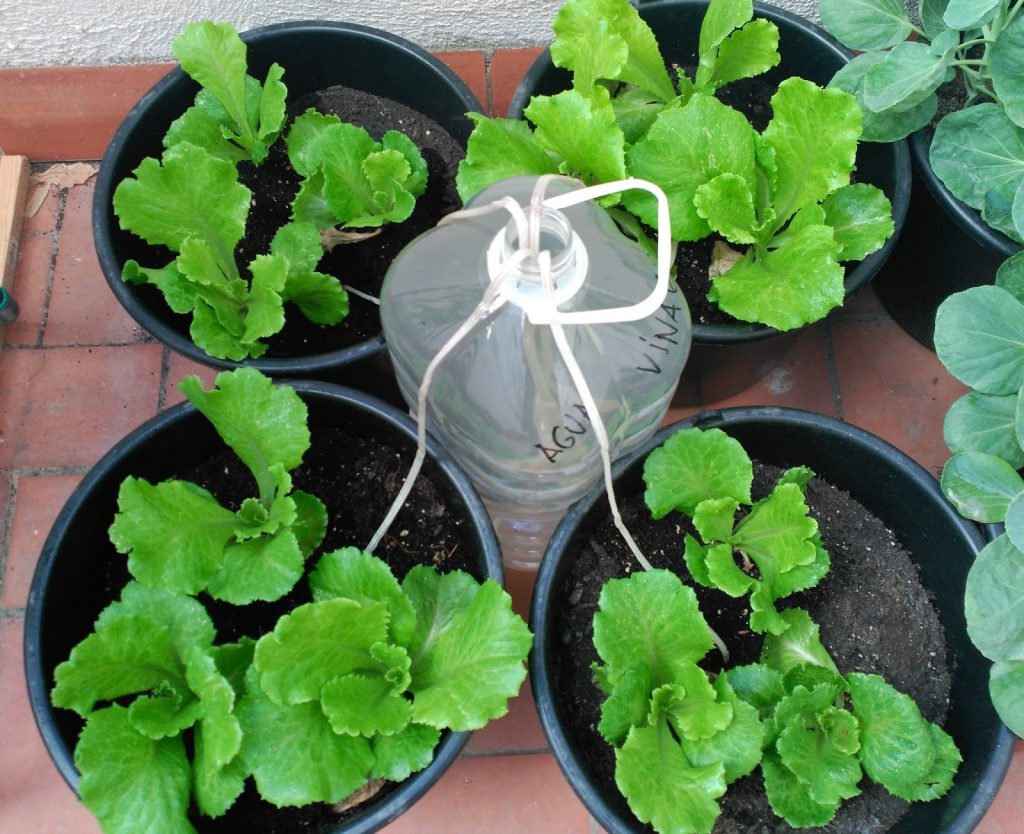 plantas