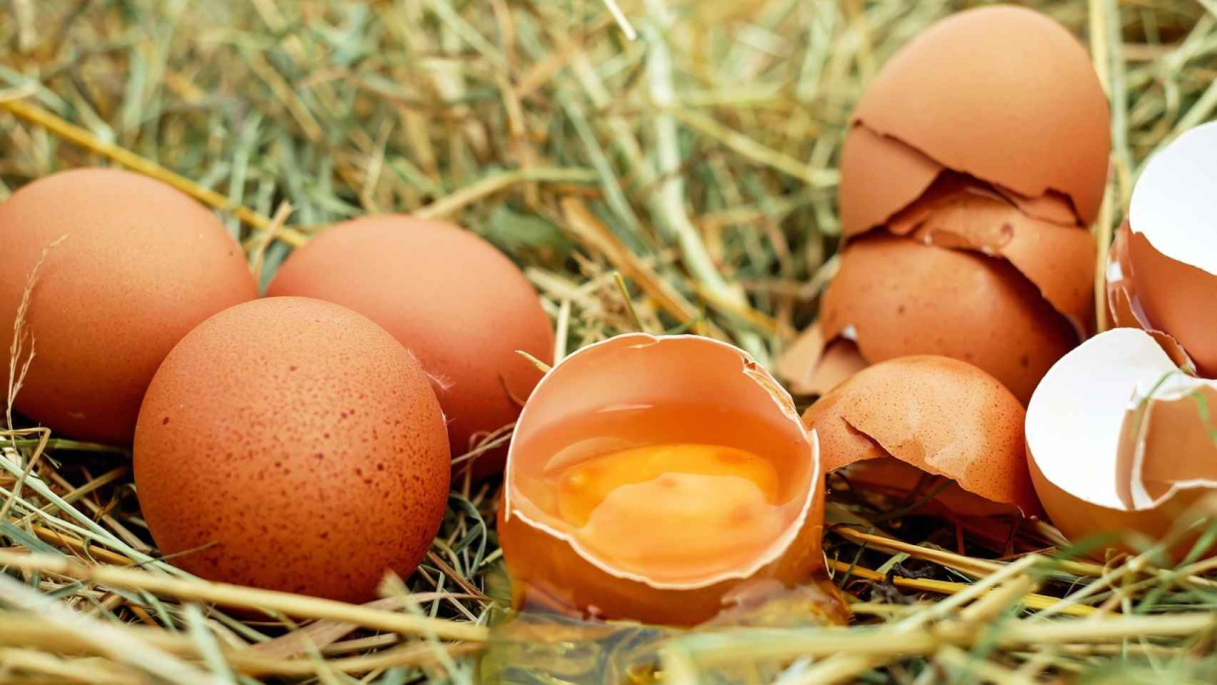 Estos son los mejores huevos de gallina según la OCU