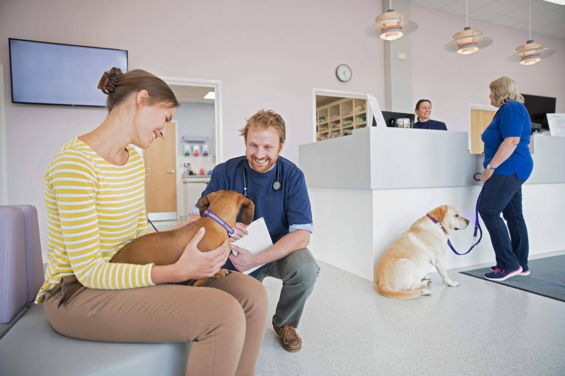 Cursos de auxiliar de veterinaria de la mano de VetFormación