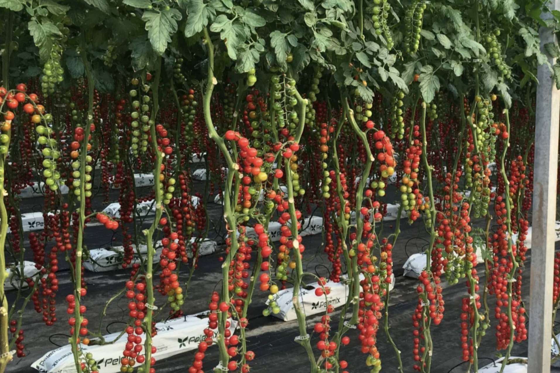 Optimizar la producción agrícola con sustratos de coco Pelemix