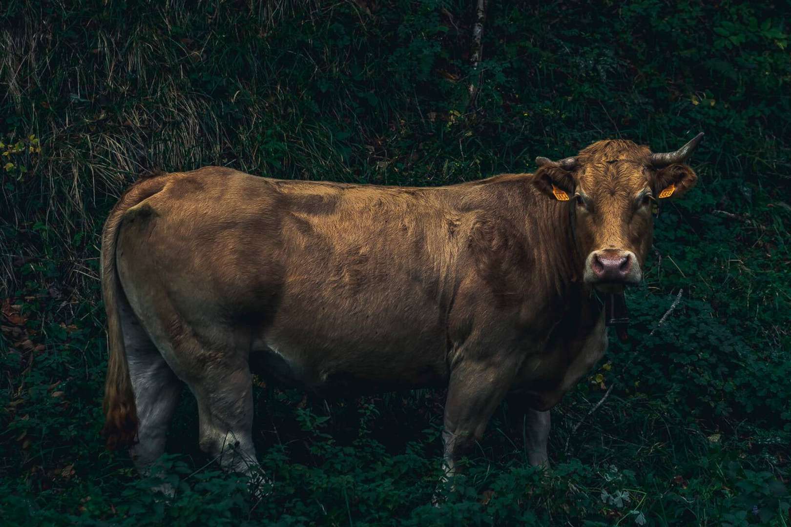 Vale la pena probar la carne de vaca vieja Txogitxu