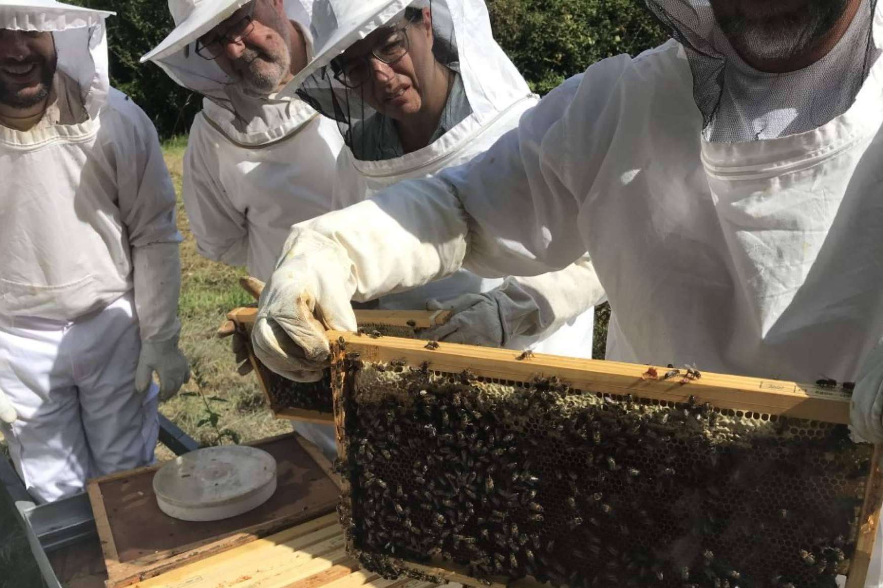Cursos Apicultura ofrece adentrarse en el mundo de las abejas con sus distintas formaciones