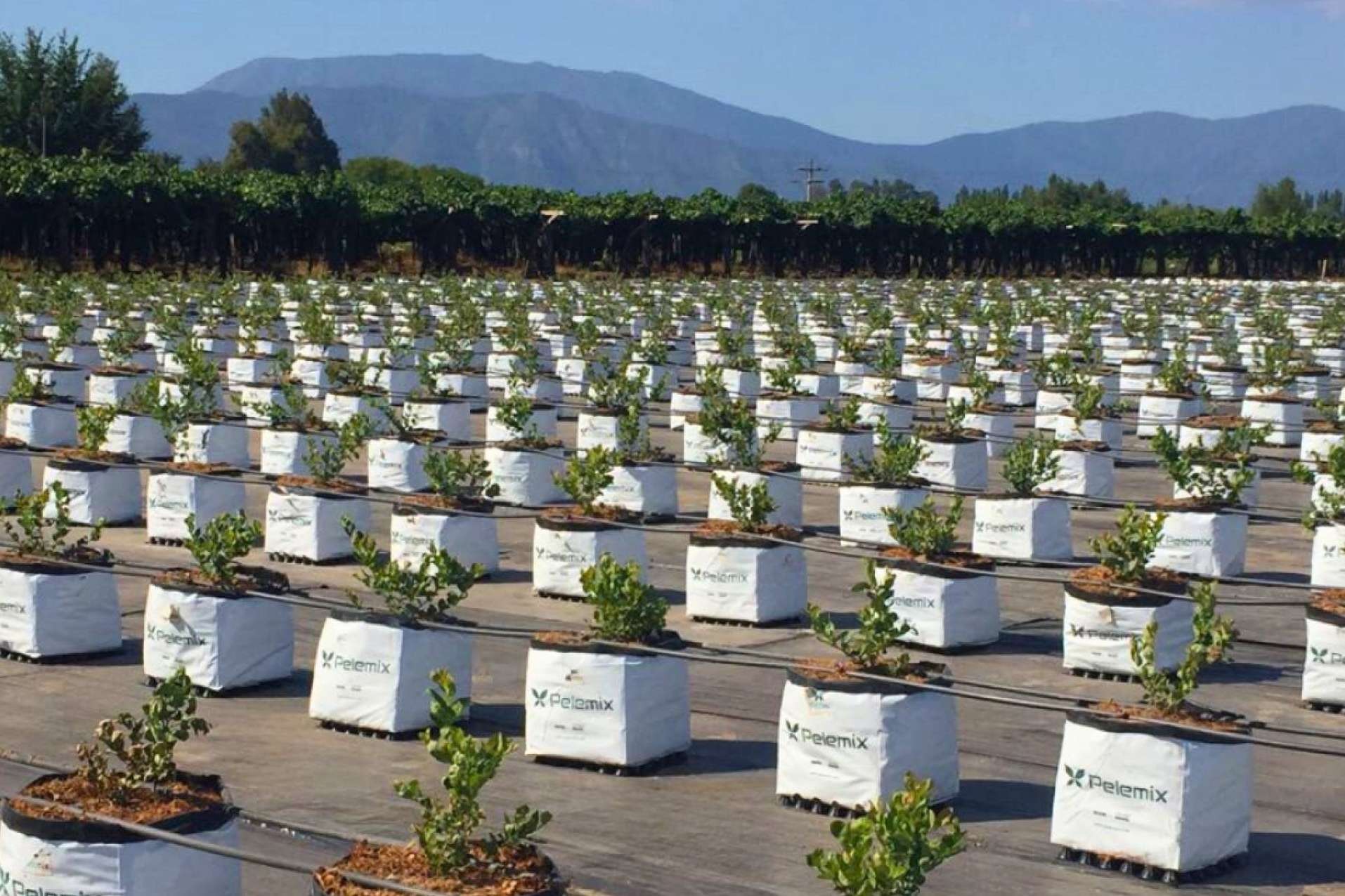 Cómo maximizar el cultivo con sustratos de coco
