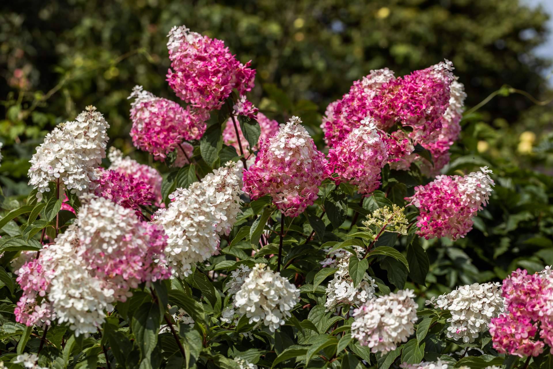Paniculata de colores, una flor irreverente y elegante
