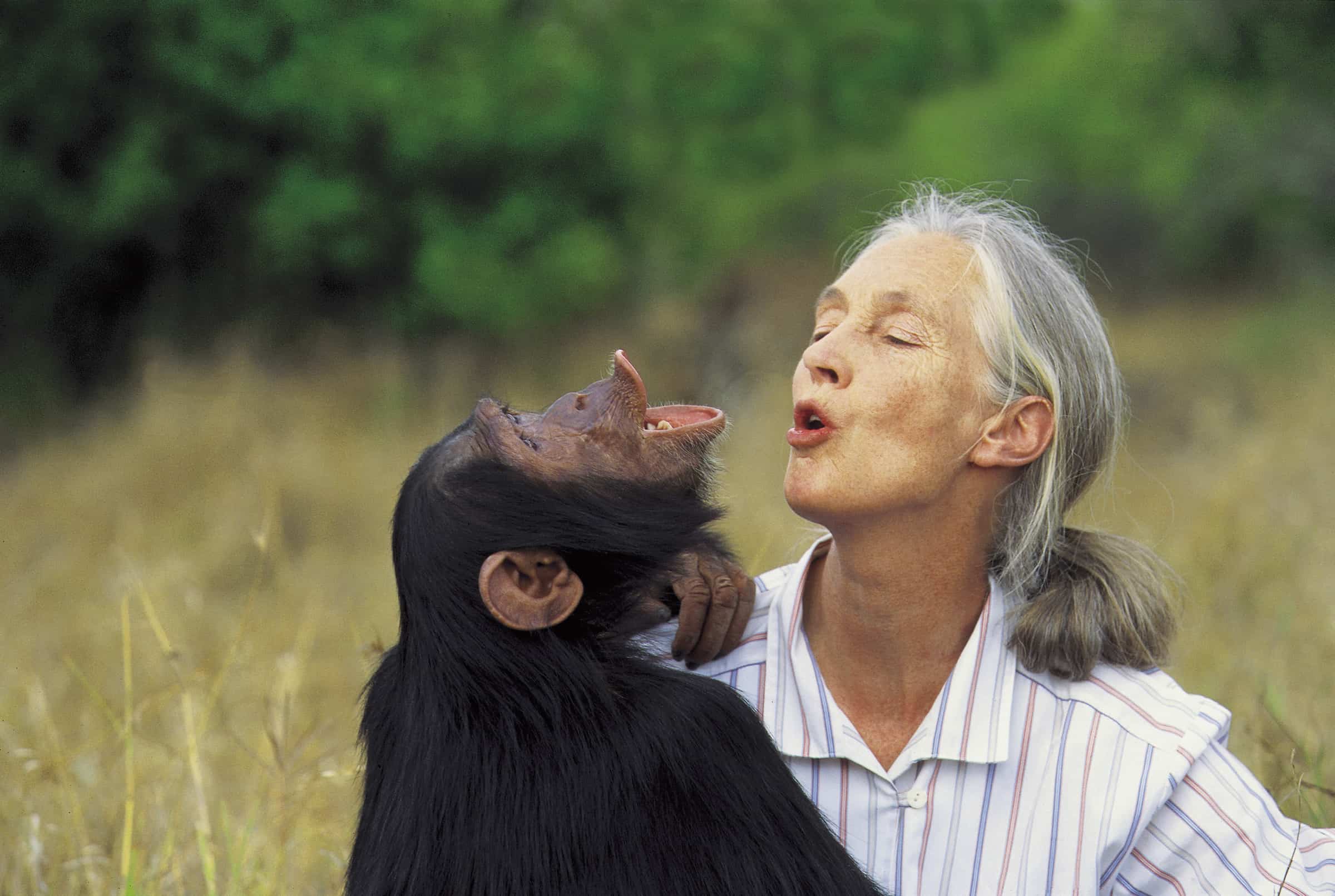 Jane Goodall: así es su legado de conservación con los chimpancés