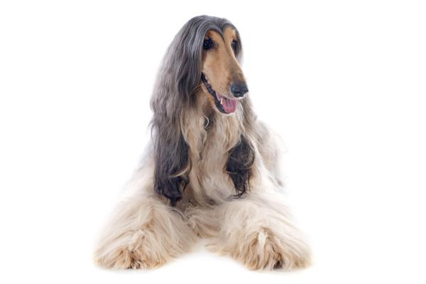 Mascotas de oro: esto es lo que cuestan los perros más caros del mundo