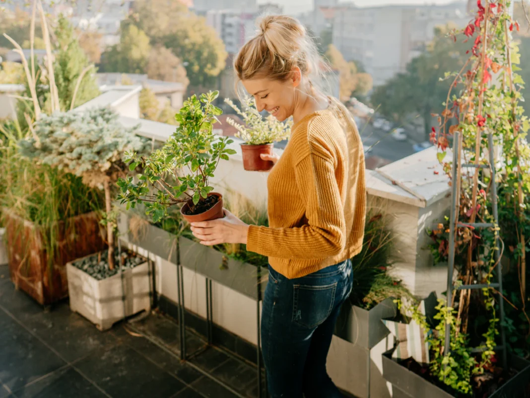 plantas