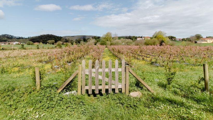 Las casas vacacionales cerca de viñedos atrajeron a más de un millón de huéspedes en Airbnb en toda España