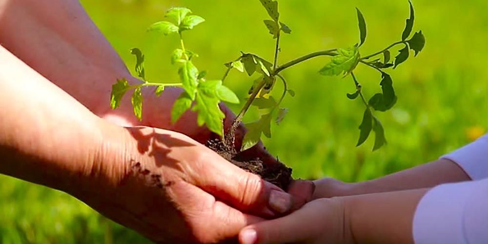 ¿Cuáles son las estrategias para impulsar la agricultura orgánica?