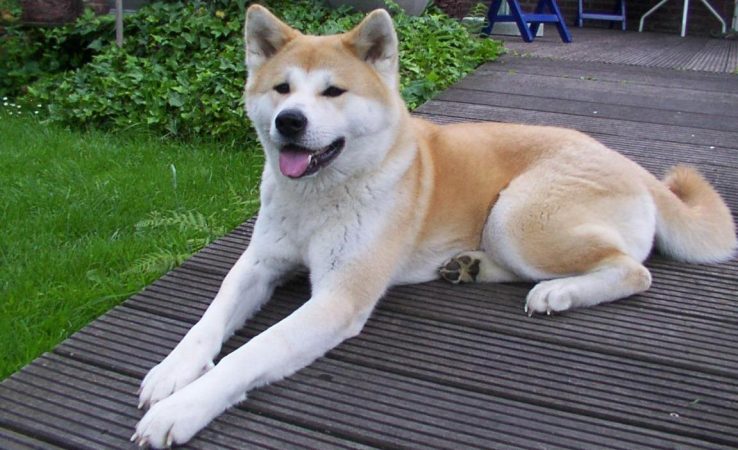 Estas son las razas de perro 'potencialmente peligrosas' para la nueva Ley de Bienestar Animal 8 Merca2.es Akita Inu