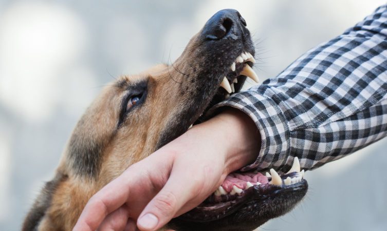 Ataque de perro