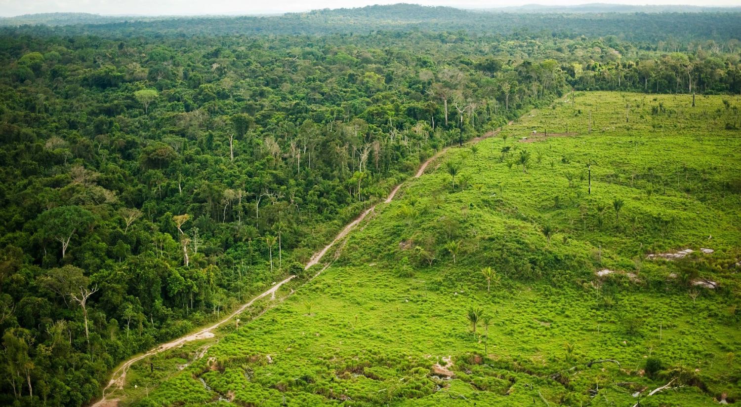 Conservación de hábitats: los 12 ecosistemas en peligro de extinción 3 Merca2.es El trabajo de la Coalición Internacional de Hábitats (ICP)