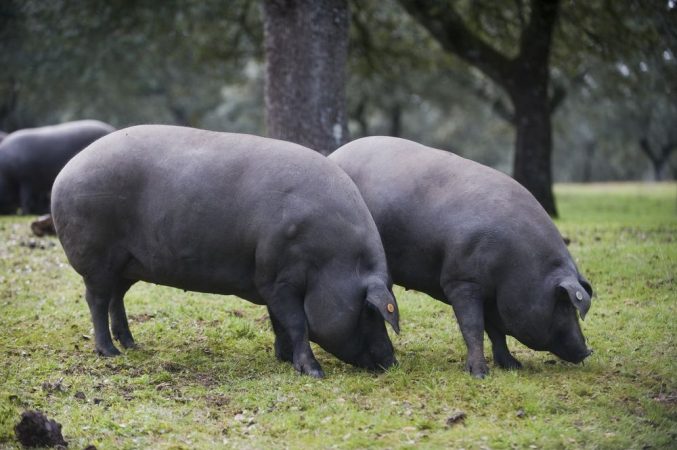 Cerdos ibéricos