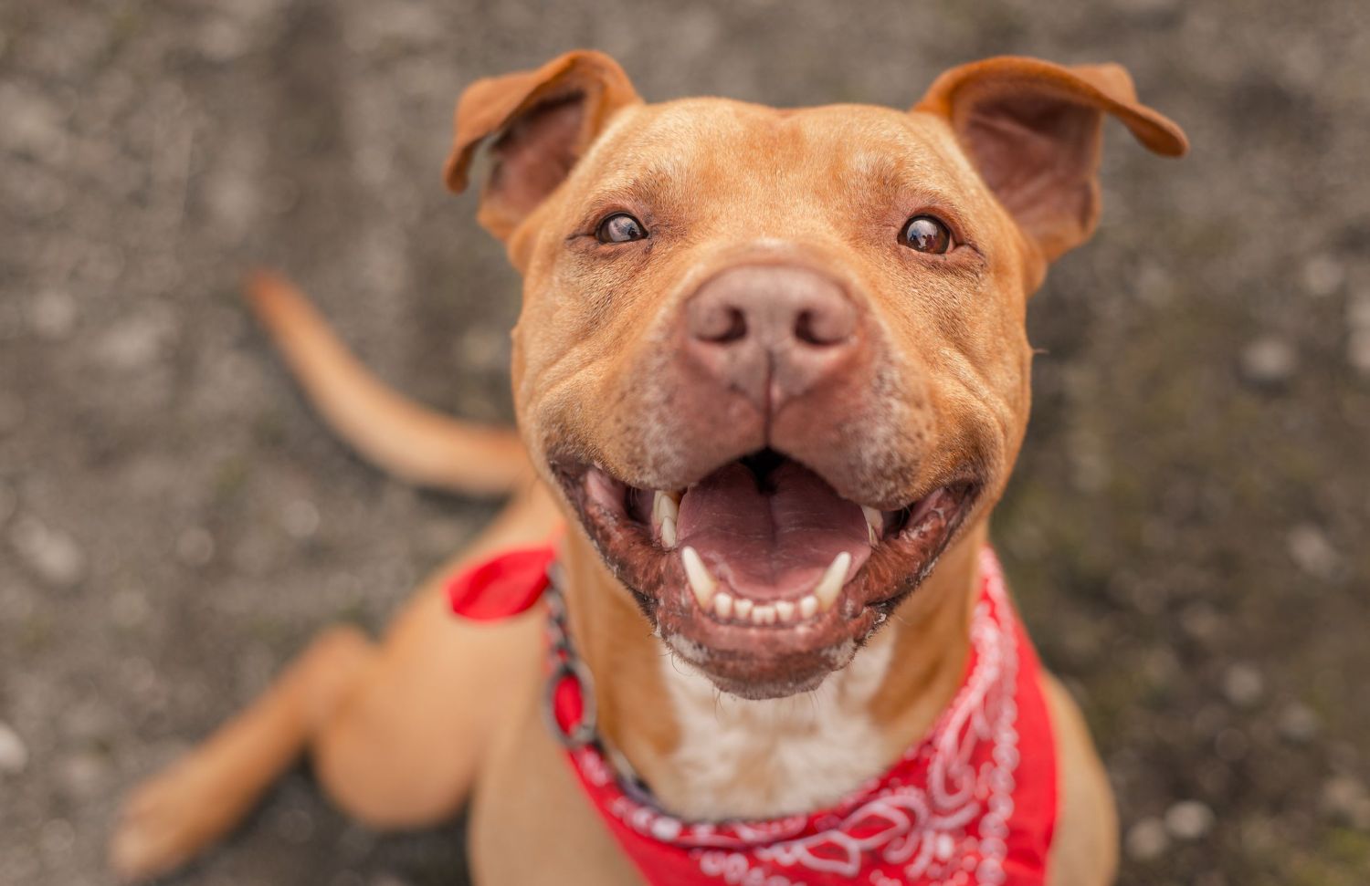 Estas son las razas de perro ‘potencialmente peligrosas’ para la nueva Ley de Bienestar Animal