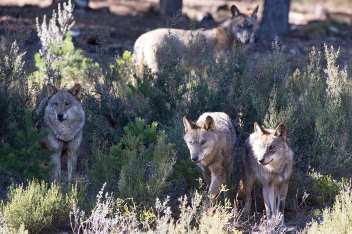 La ‘Ley Ribera’ pasa factura a los ganaderos de la España rural