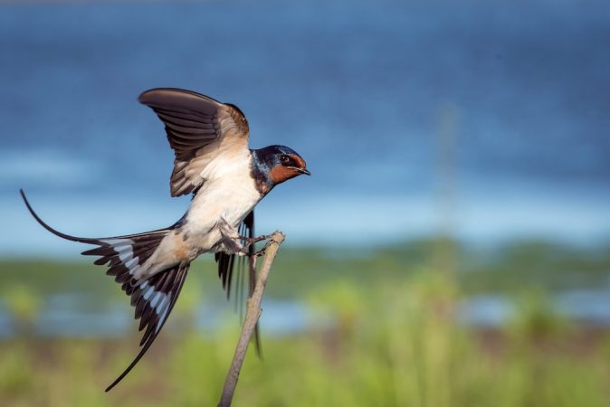 Golondrina